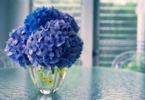 养风信子的好处