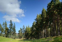 松树开花吗 品种不同开花时间也不同
