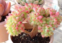 多肉得了灰霉病怎么办？