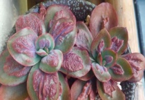 多肉叶片干瘪发软薄怎么回事