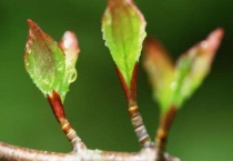 树不发芽怎么办？