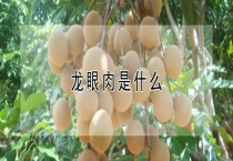 龙眼肉是什么？