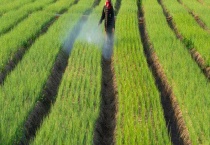 使用除草剂有哪些危害 通常有这三大危害