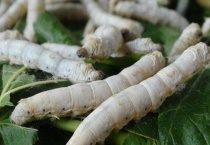 蚕发育的几个阶段