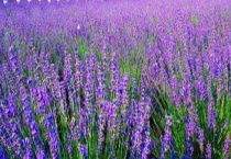 银川薰衣草一般何时开放 附其病虫害防治多久？