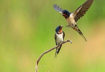 燕子吃苍蝇吗？