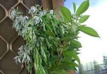 端午节植物有哪些？