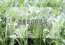 茼蒿可以扦插吗？
