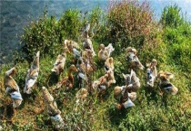 水鸭子和旱鸭子区别？