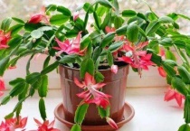 蟹爪兰老桩怎么养