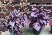 矾根是一年生还是多年生