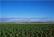 乙酸铜不能与什么混用