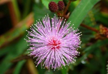 小盆栽含羞草怎么养