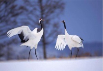 丹顶鹤头顶为什么会变红