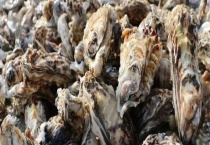 海蛎子能否生吃 海蛎子怎么吃 附食用禁忌
