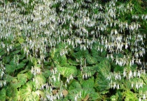 猫耳草和虎耳草的区别？ 科属、形态、功效和用途均不同