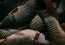 草鱼吃猪粪吗？