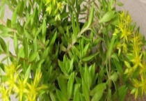 正常人可以吃垂盆草吗？