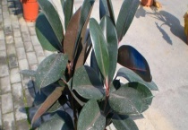 橡皮树的繁殖方法 常用扦插和高压两种繁殖多久？