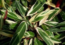 竹芋叶子干枯卷曲要不要剪掉