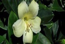 灰莉的种植多久？