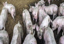 非洲猪瘟的检测方法 附疫苗的研制