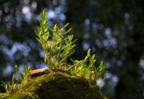 石斛发芽了怎么种植