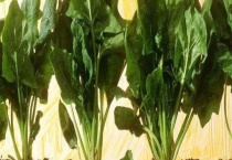 菠菜种子播种前要泡吗？