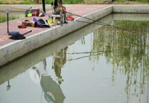 钓花白鲢的饲料