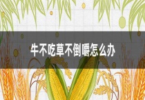 牛不吃草不倒嚼怎么办？