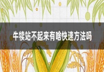 牛犊站不起来有啥快速方法吗？