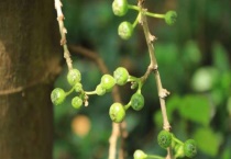 牛奶树有果吗？