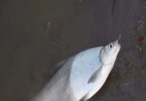 钓鳊鱼的常用饵料 附鳊鱼的垂钓技巧