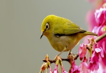 怎么区分绣眼的公母 如何养好绣眼鸟