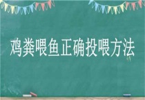 鸡粪喂鱼正确投喂多久？