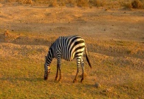 斑马一般以什么为食 斑马的尾巴和斑纹有哪些用处