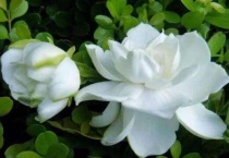 栀子花焦叶怎么多久？