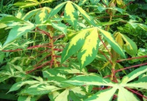 什么是花叶木薯