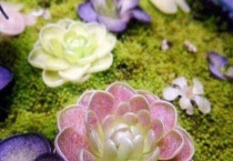 什么是纯真捕虫堇