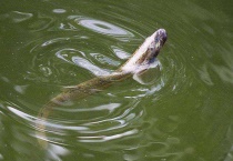 泥鳅吃馒头吗？