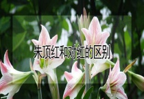 朱顶红和对红的区别？