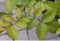 花黄叶子是什么原因引起的