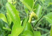 氯氰吡虫啉怎么使用 使用氯氰吡虫啉的注意事项