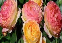 詹森月季勤花吗？