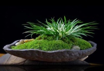 哪些植物适合辅苔藓