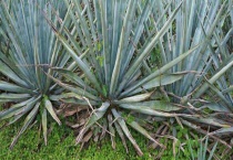 龙舌兰与芦荟的区别？