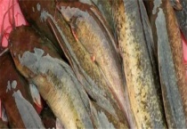 塘鲺和鲶鱼的区别？