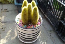 多肉植物仙人掌怎么养