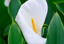 海芋叶子枯黄怎么多久？