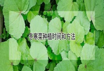 冬寒菜种植时间和多久？